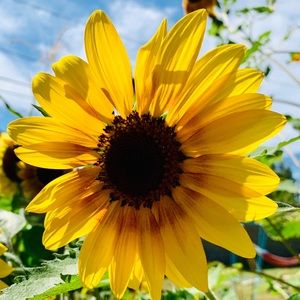 Meet your Posher, Laurin